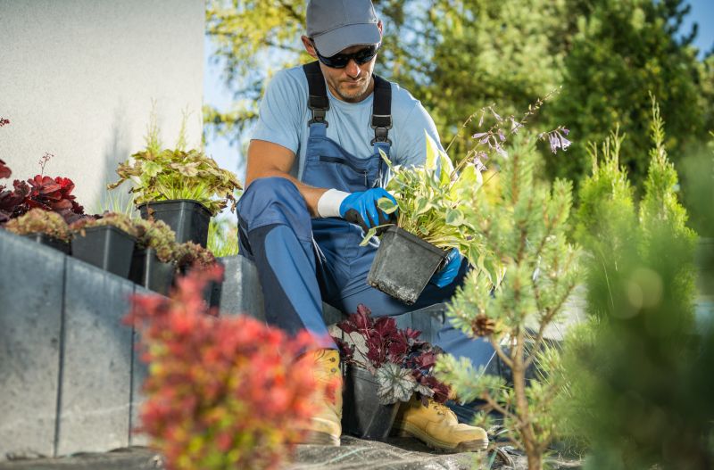 Bird Of Paradise Planting