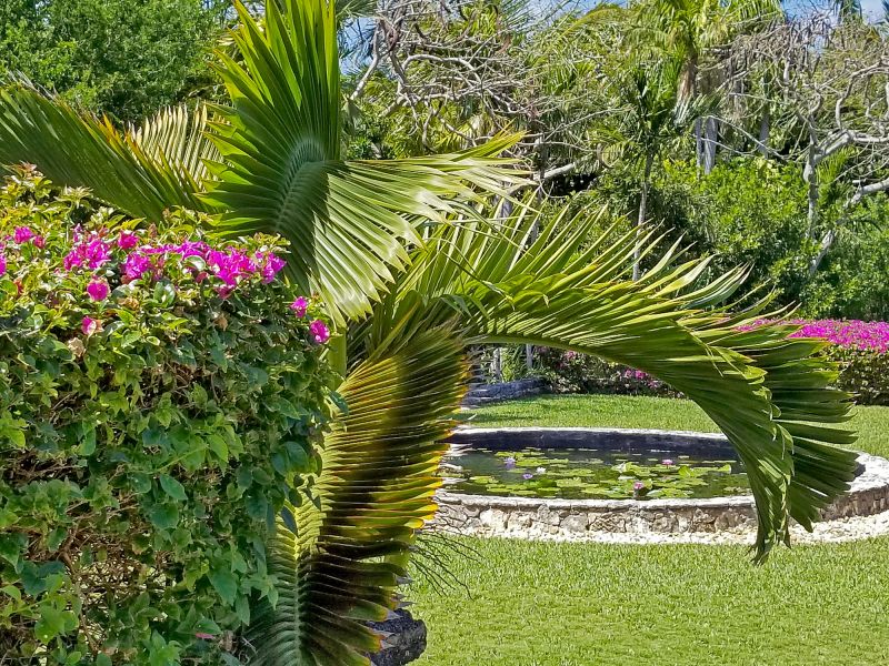 Garden with Bird Of Paradise