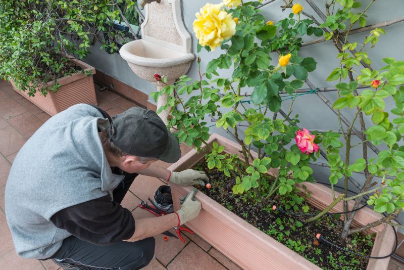 Cost of Bird of Paradise Planting — Cost of Bird of Paradise Planting