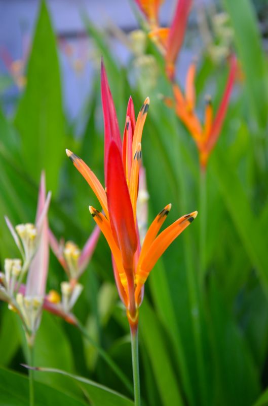 Bird of Paradise Planting