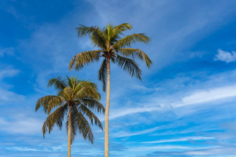 Bird of Paradise Planting
